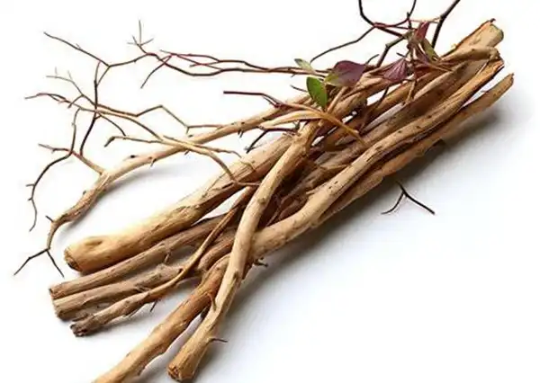How Wild Yam Extract Powder Helps Maintain Body Balance